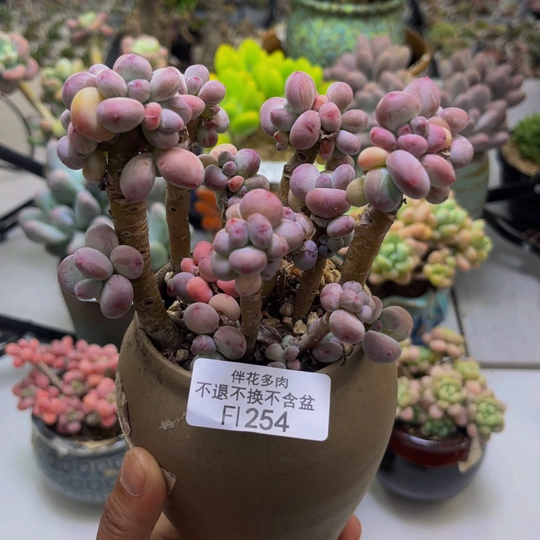 苹果4代母本245/10cm多肉