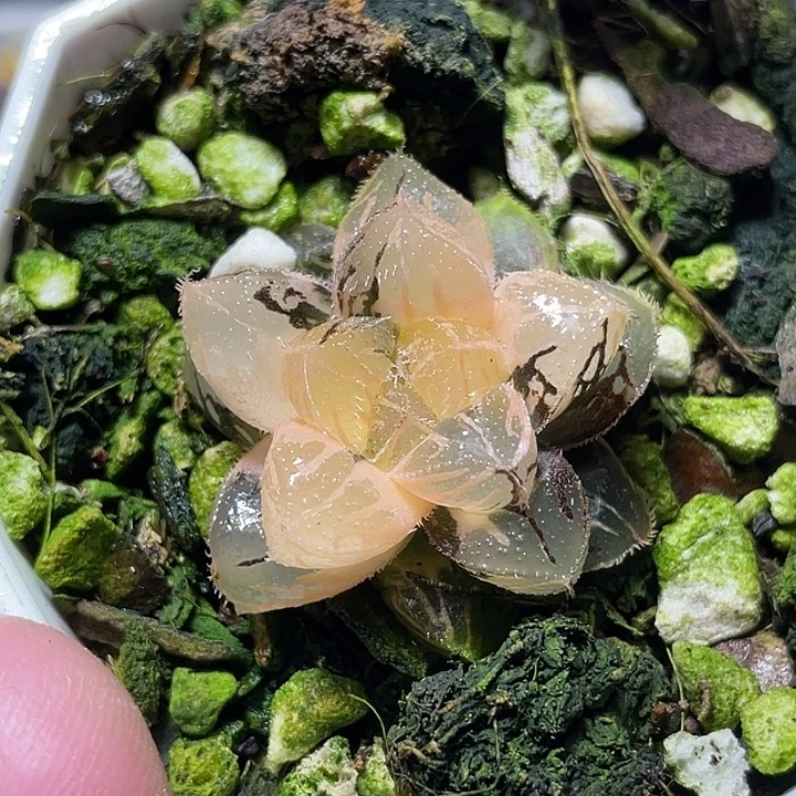 587粉黛锦特选福利