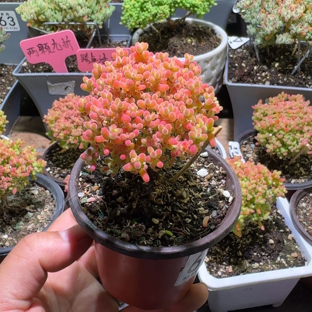 枝干番杏蜜橘糖球630