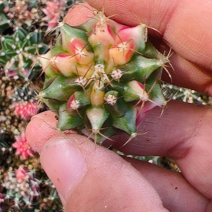 ****楠当前无花栽培后可以开花