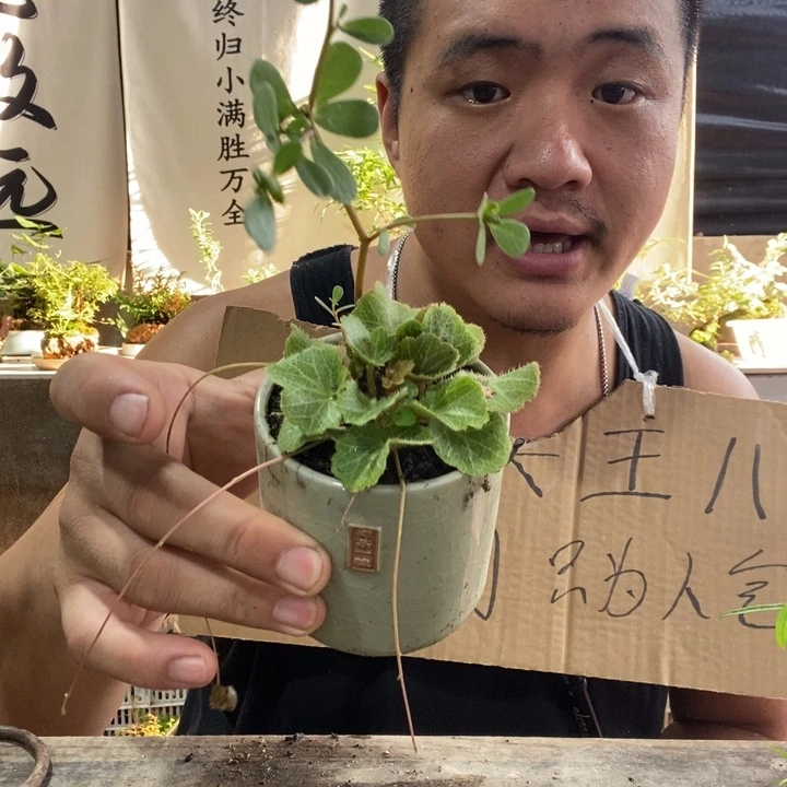 无花朵退款拉黑拉黑100