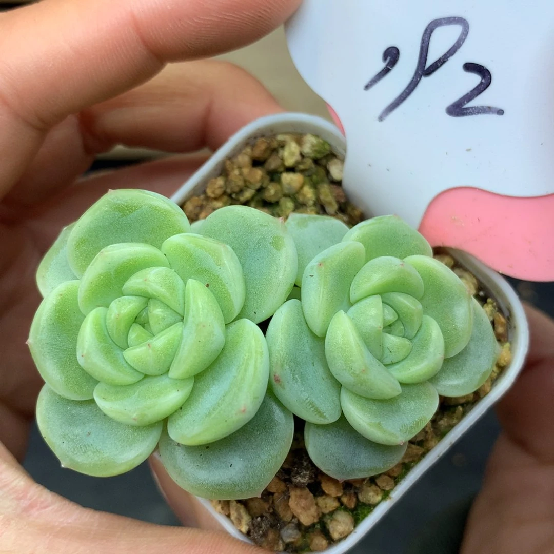 财富密码G双头192