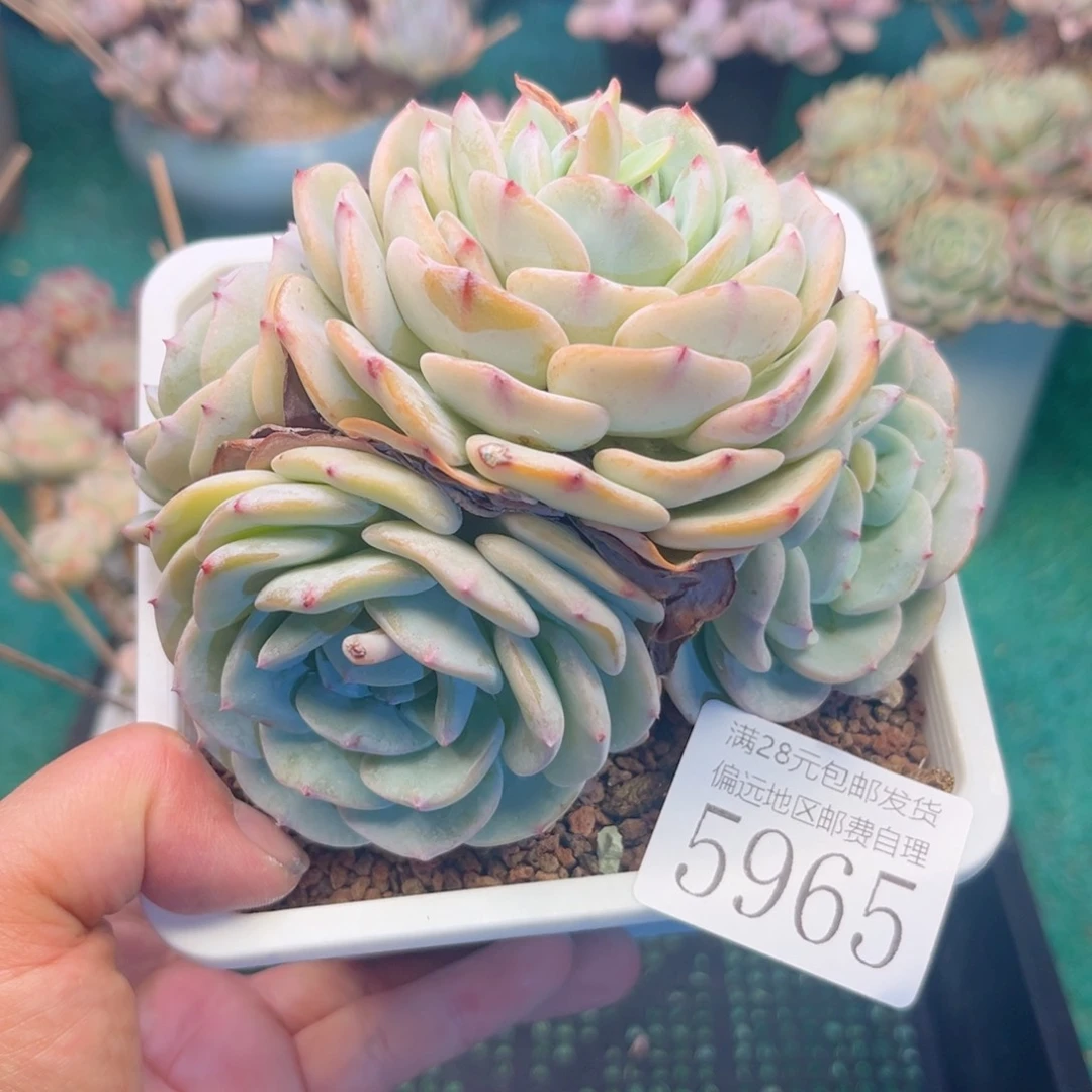 大5965:、xv x h b j n