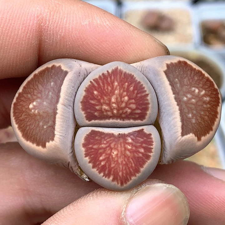 精品多肉岛田红窗丝绒