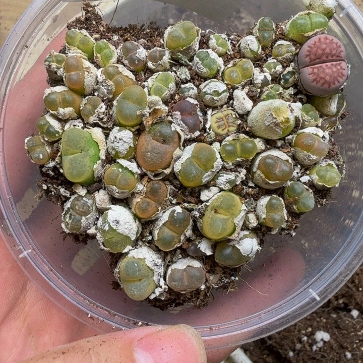 多肉植物的生长585