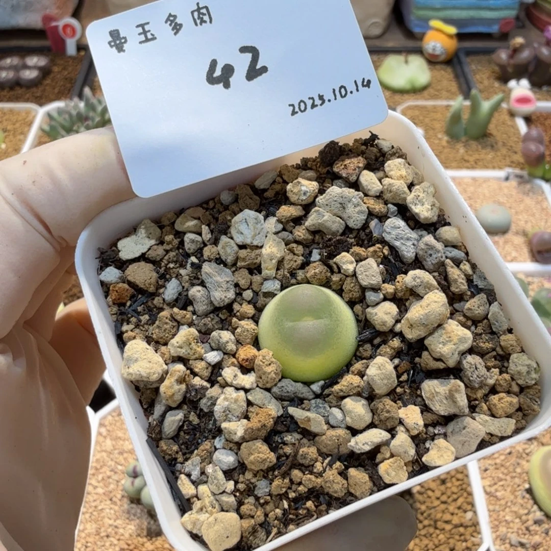 多肉多肉多肉10.14-042