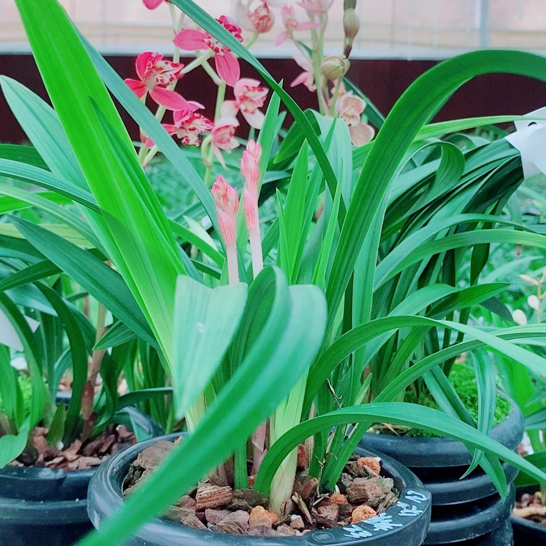 走***逛全部花苞一物一拍漂亮开花