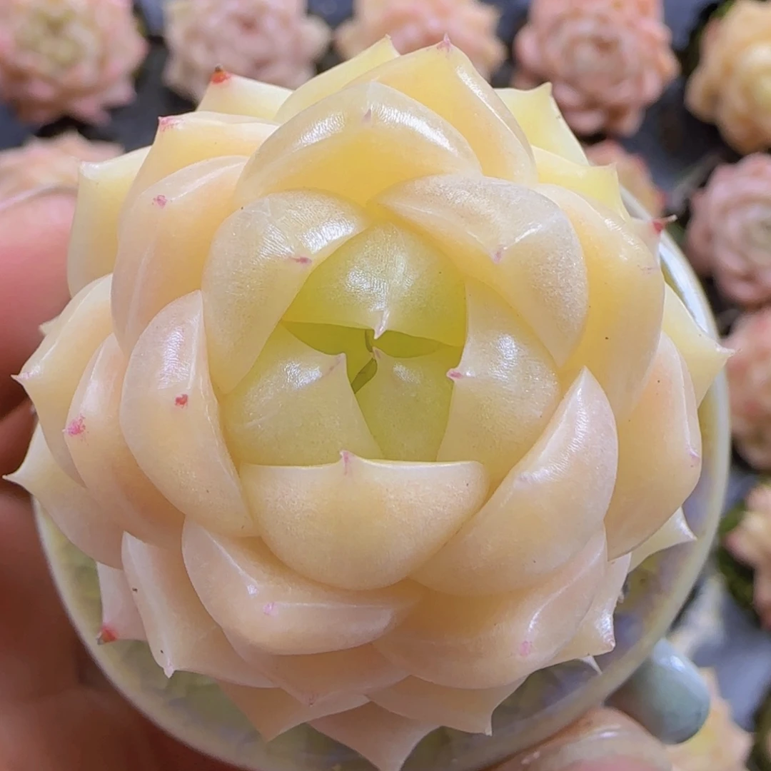 麦秆精控一物一拍