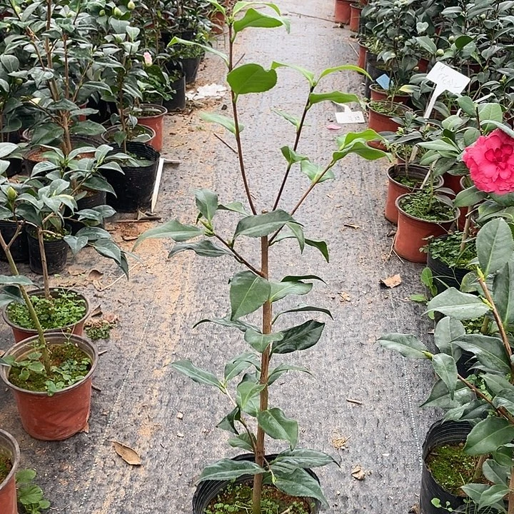 大部分花苞少量开放，白羽衣随单