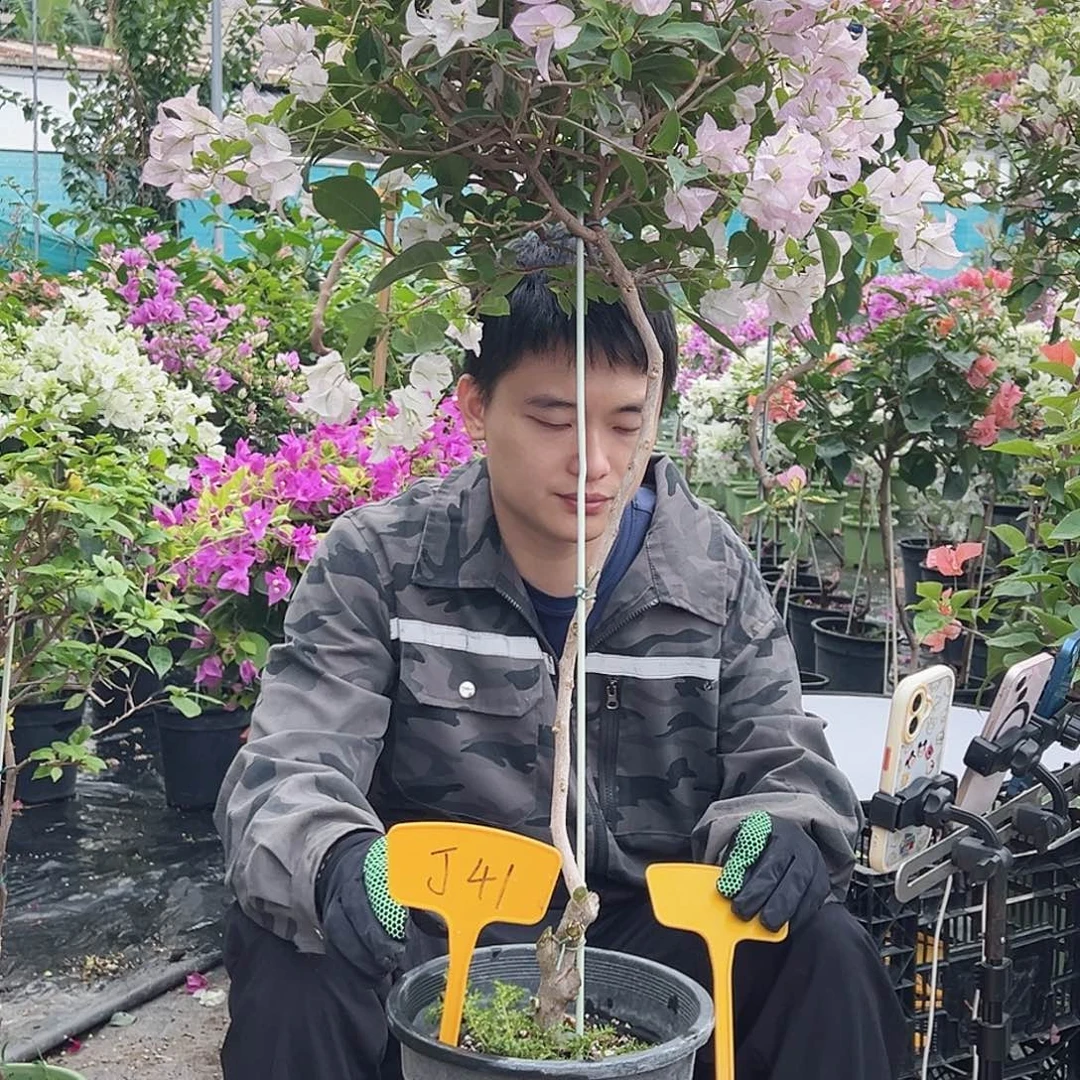 小***猴大部分花苞少量开放J41丽娜