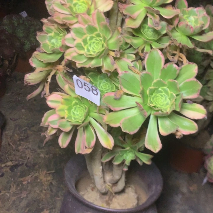 058艳日伞多肉植物