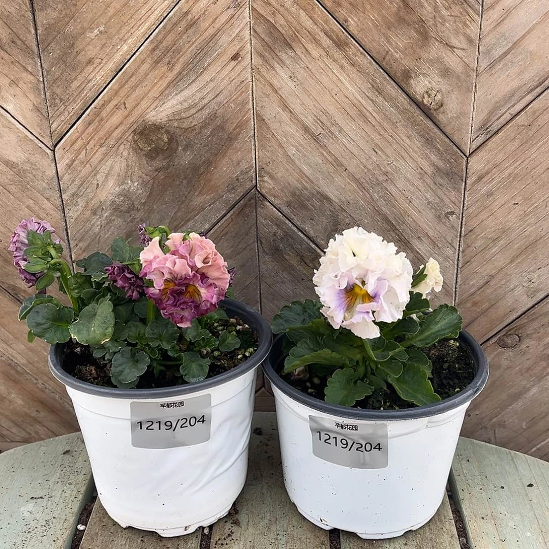 完全开放1219/204