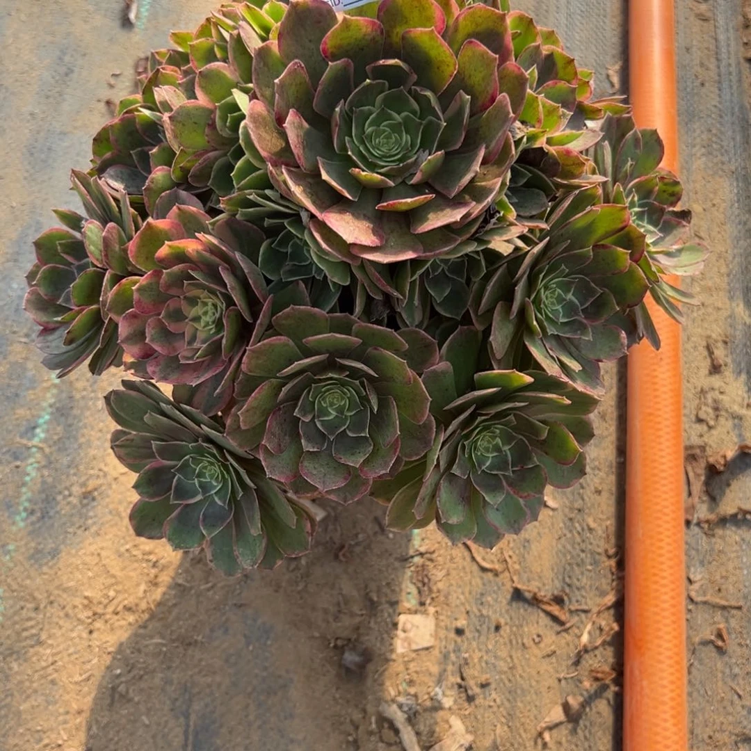 853莲花座多肉植物法师多肉