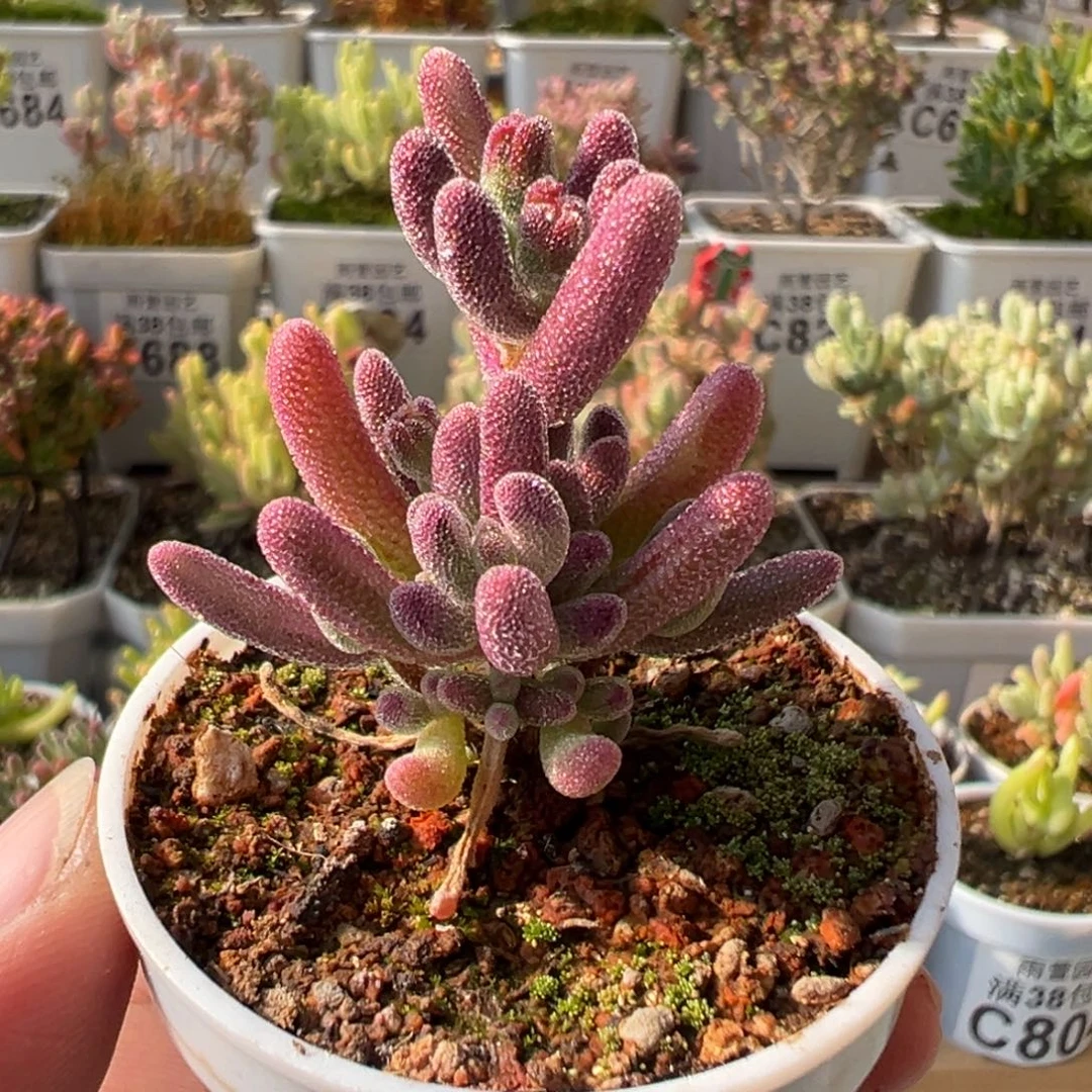 早***睡1-838专拍超紫五圆盆