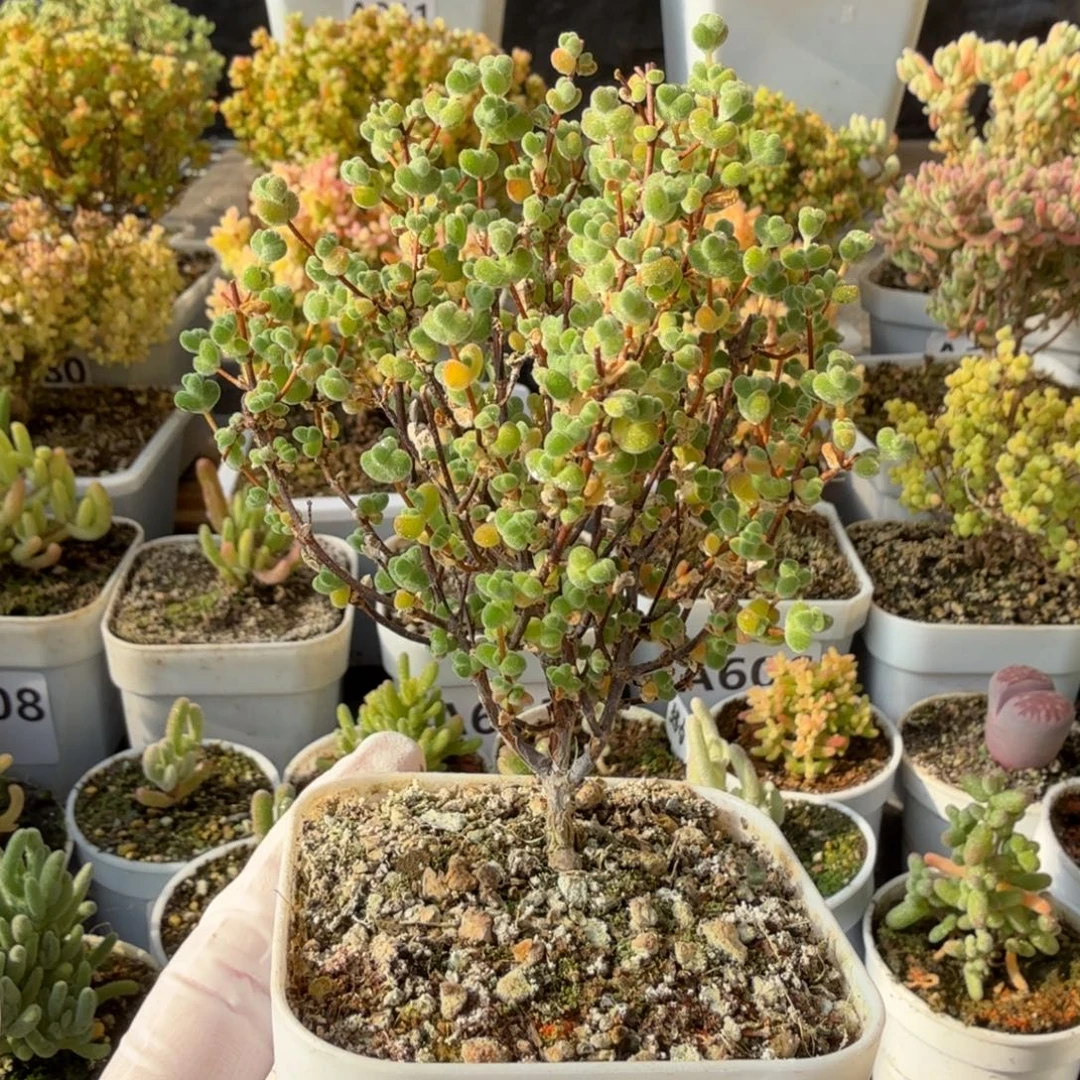 A796莱斯枝干一物一拍福利