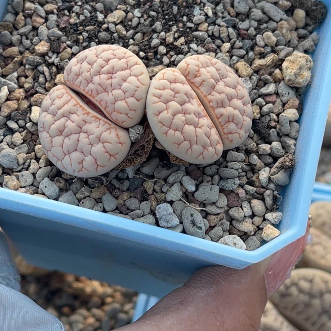 橘**糖3025双头铁荒一颗 专拍