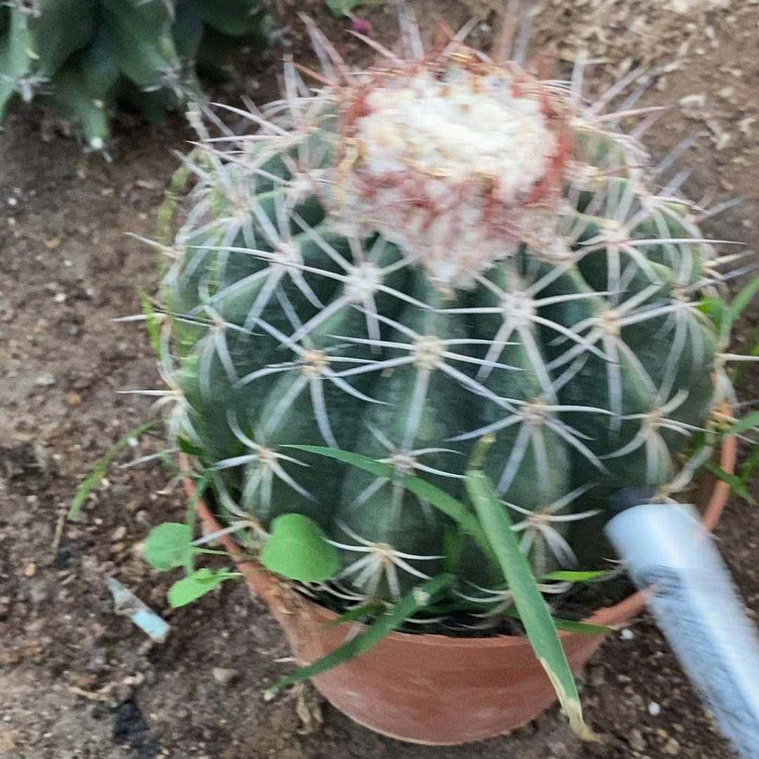 卷云高度15公分。