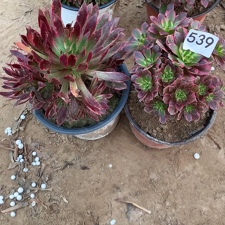 无花朵539孔雀➕安娜南