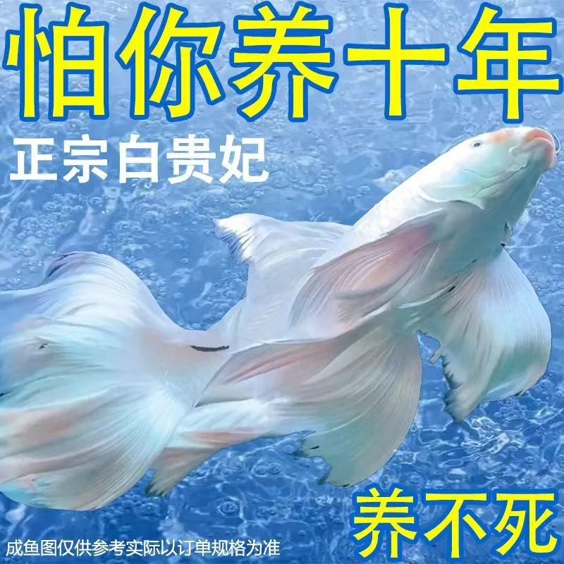 A纯种台湾蝴蝶鲤精品白贵妃普身大鳍大尾石膏白活体发货16-19公分