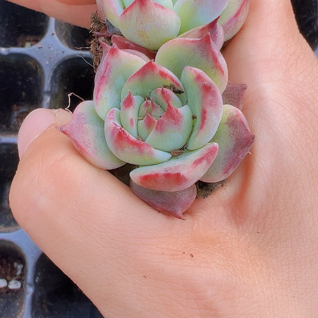 宽叶惊鸿仙子5颗苗