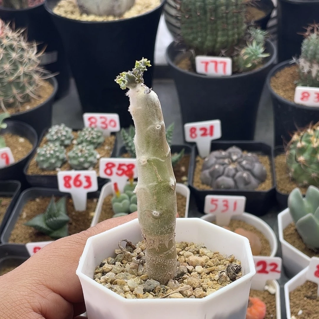 实生雪露厚敦菊 脱土包邮