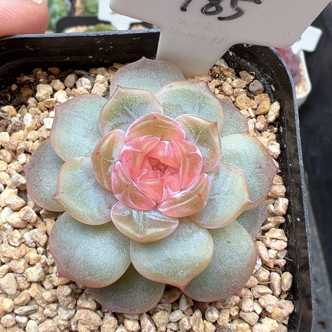 185号粉色恋人 晗雨多肉