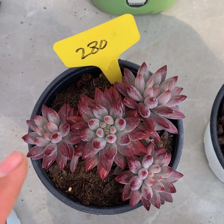 虞美人多日子机器727373737