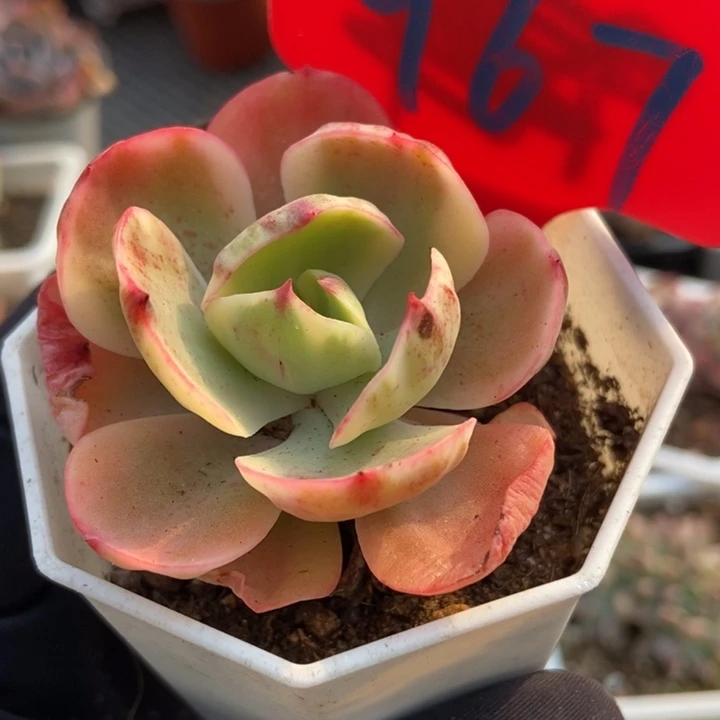 967多肉植物保护