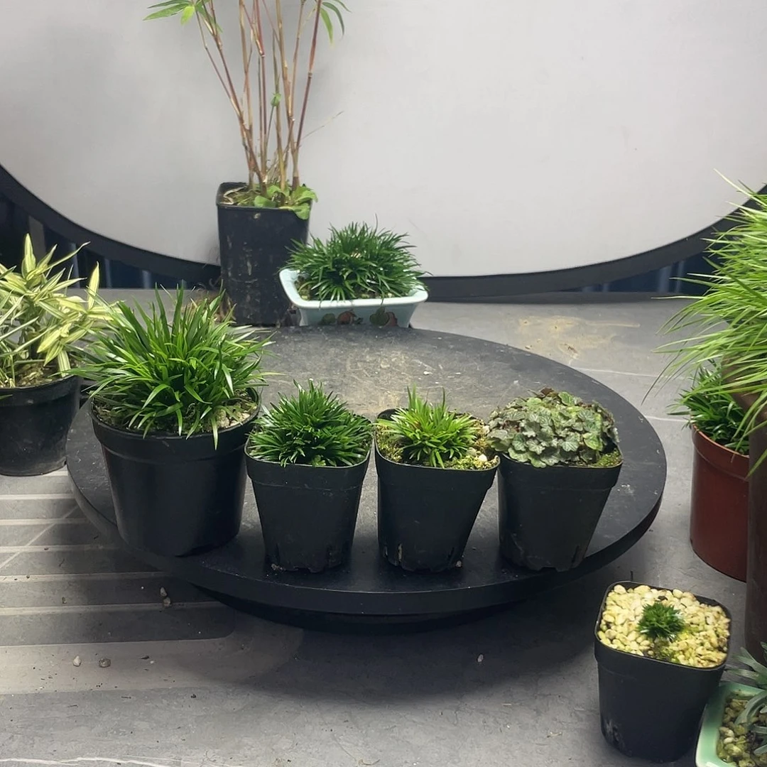 老***蔡无花朵菖蒲4盆组合