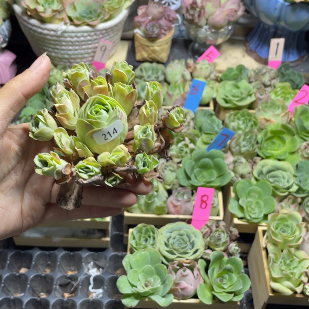 红***唇多肉植物山地玫瑰214粉萝莉