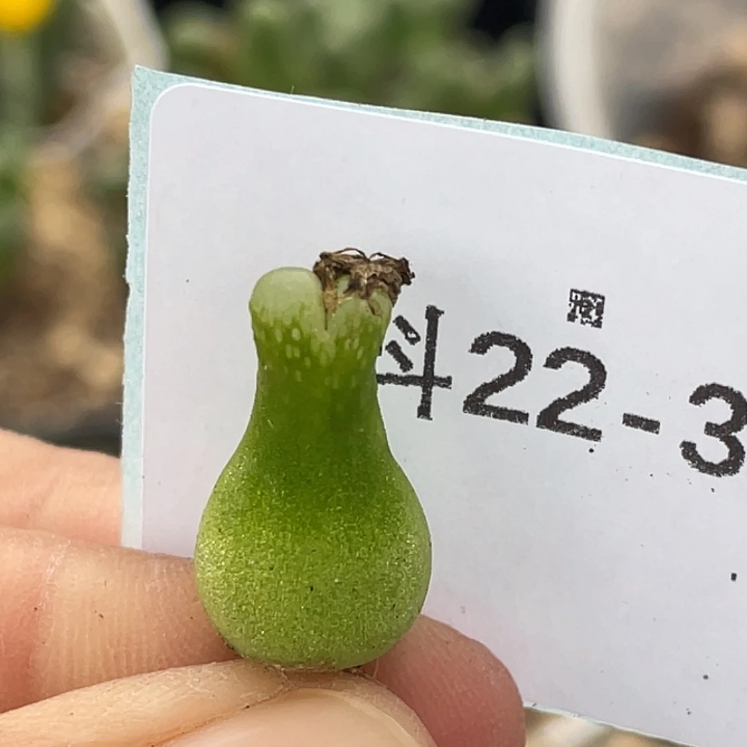 22-39大型小葫芦多肉植物