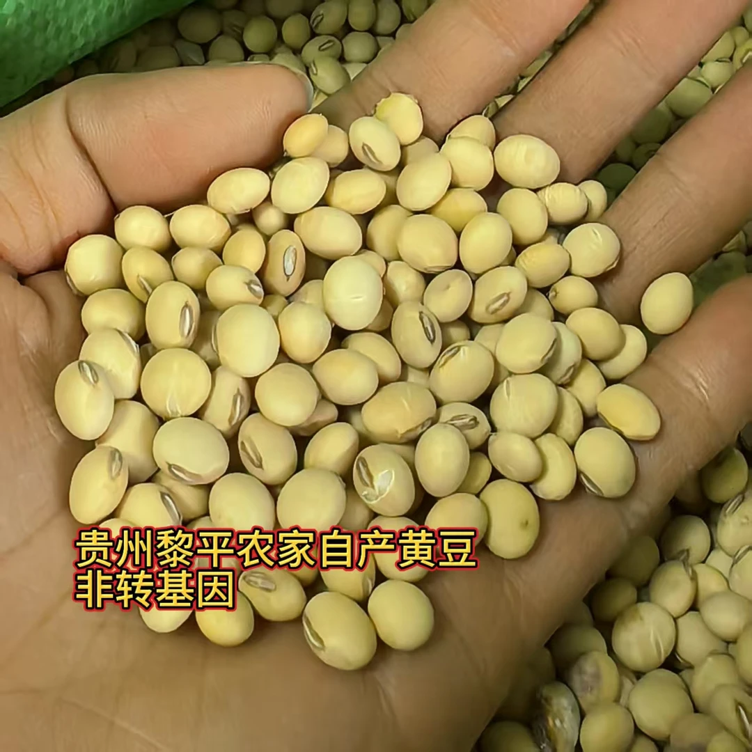 贵州黎平农家自产黄豆（黄豆）非转基因打豆浆打豆腐