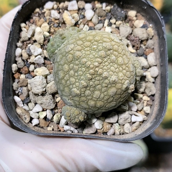 花花草草花花草草
