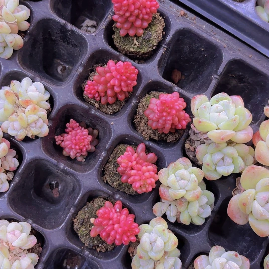 浆果锦一颗量拍111