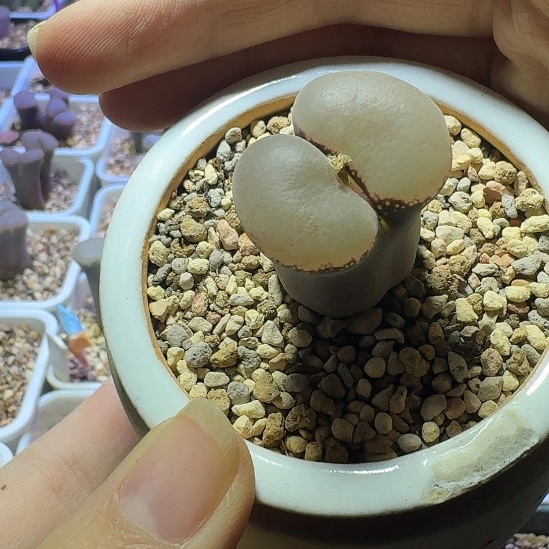 50号c10小苗母本展示