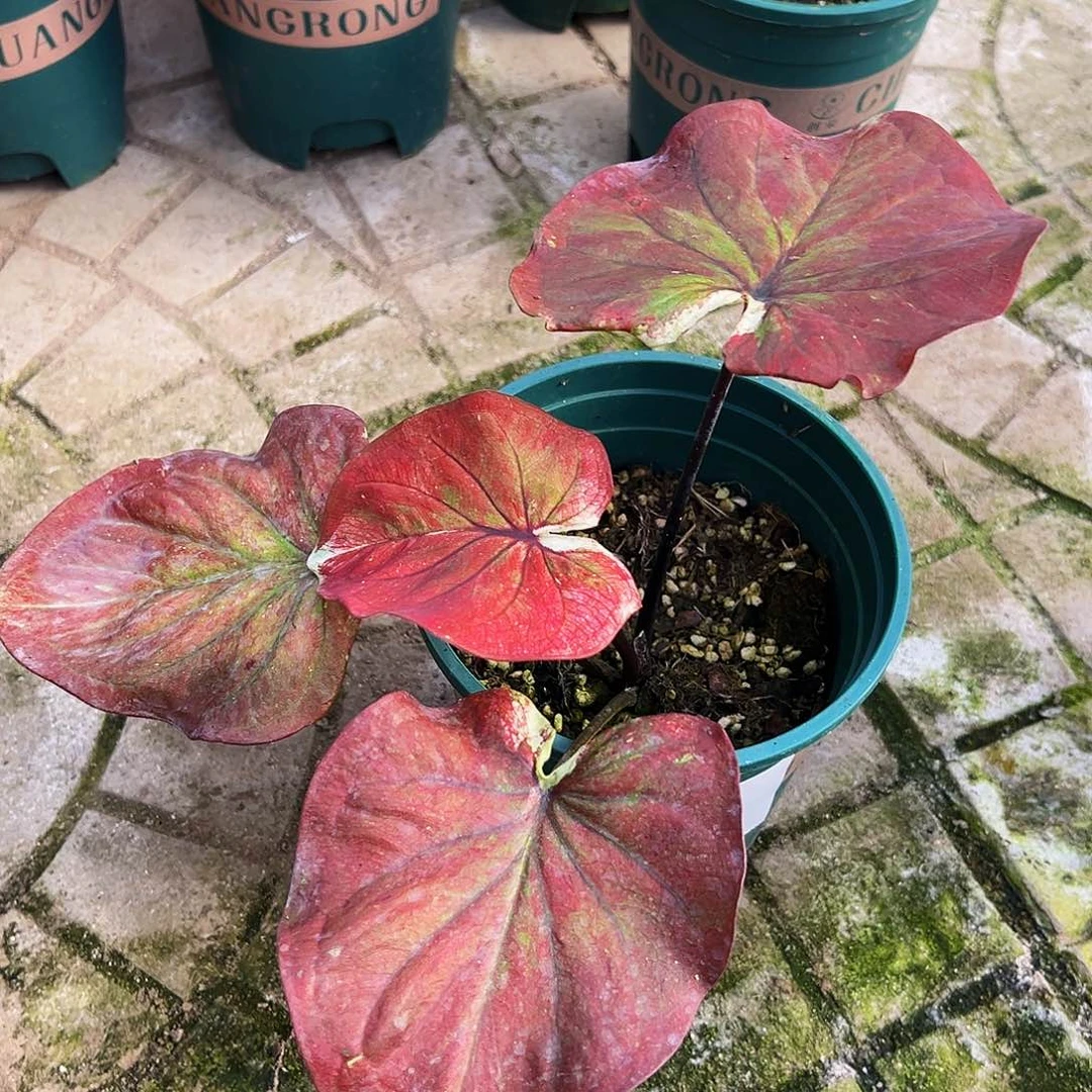 家***兴完全开放一物一拍0165