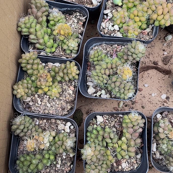 茶粒3.8到盆土发货