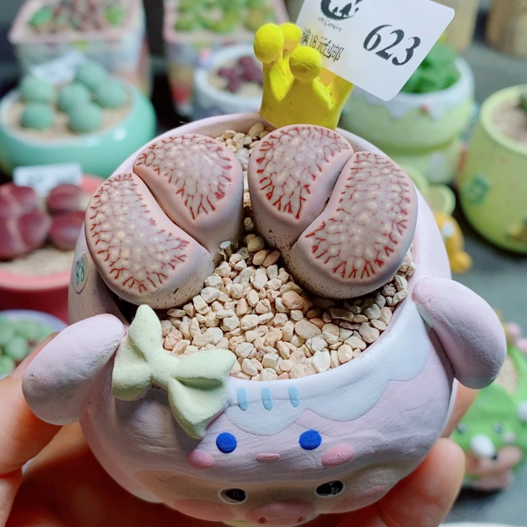 生石花花花花花花花花623