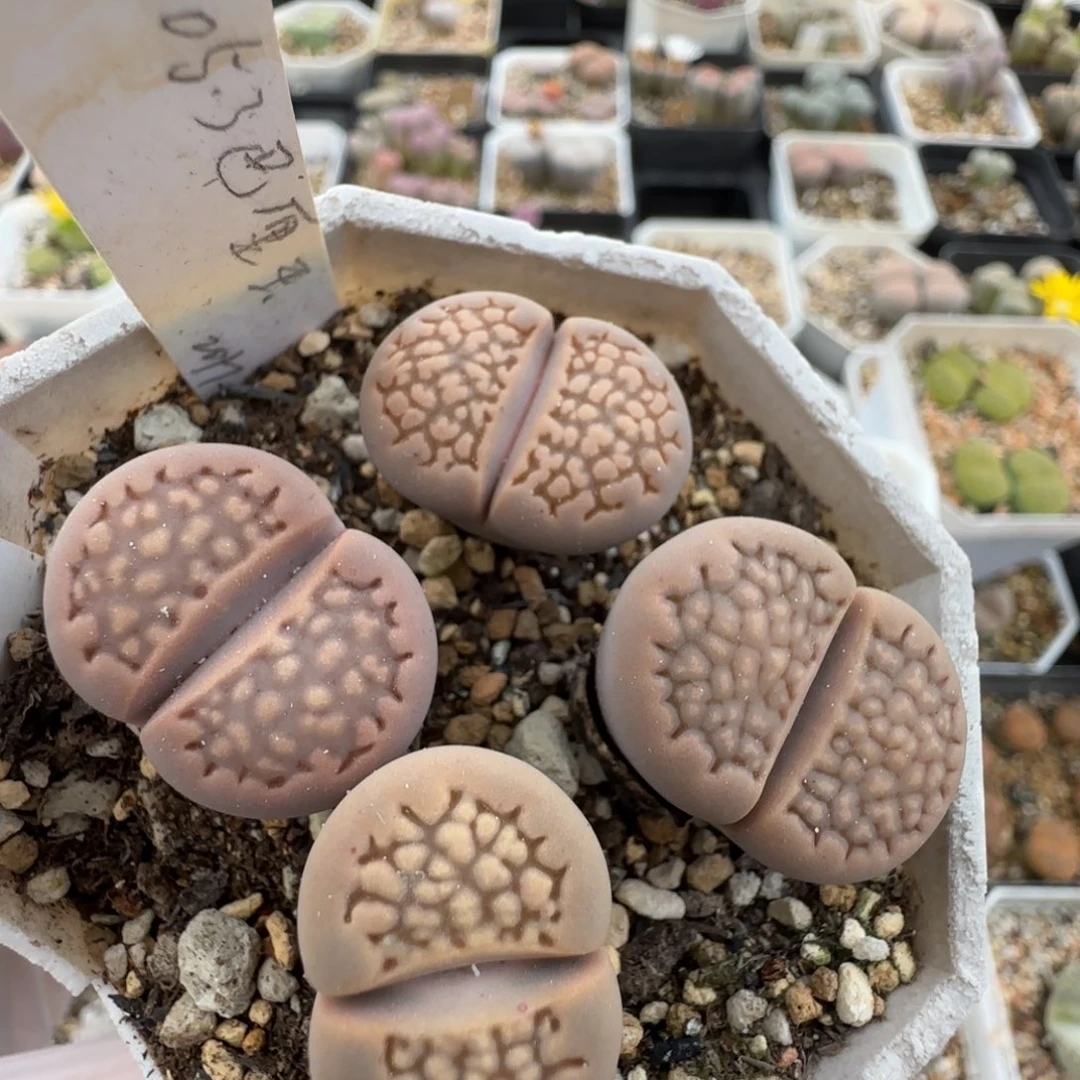 11.10。爱萌全窗紫薰生石花。 8066