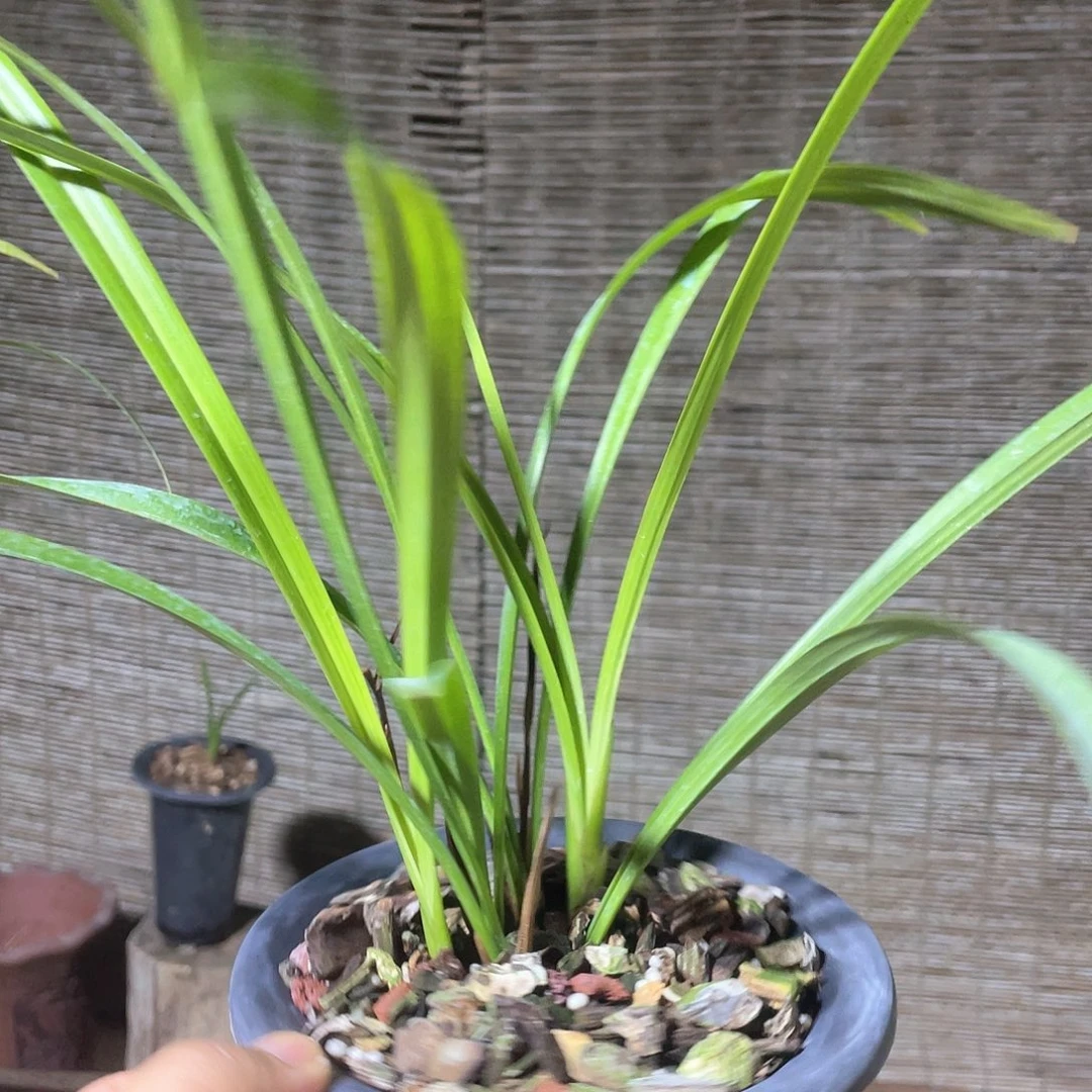 当前无花栽培后可以开花
