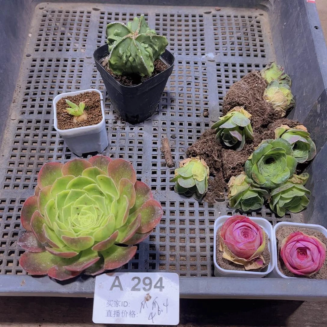 多肉294多肉植物