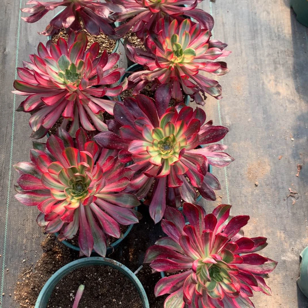 乌毒白拉丝19.9多朵朵朵朵