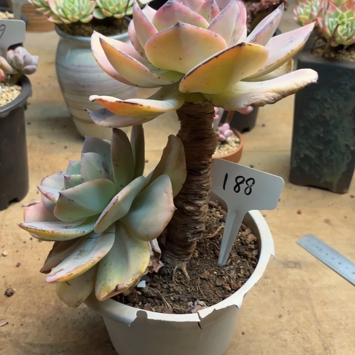 用***3多肉植物，白凤188号