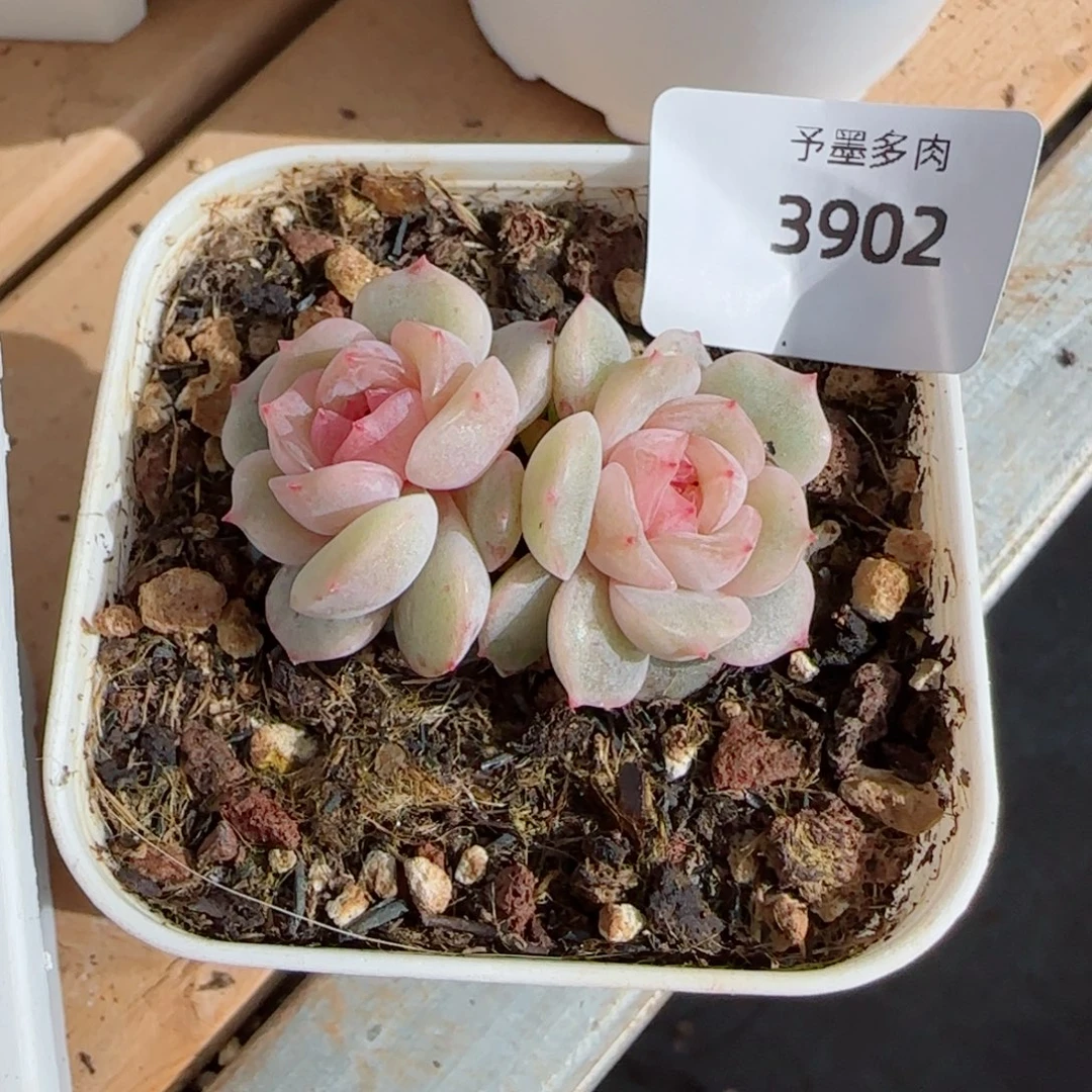 粉恋，3902多肉植物