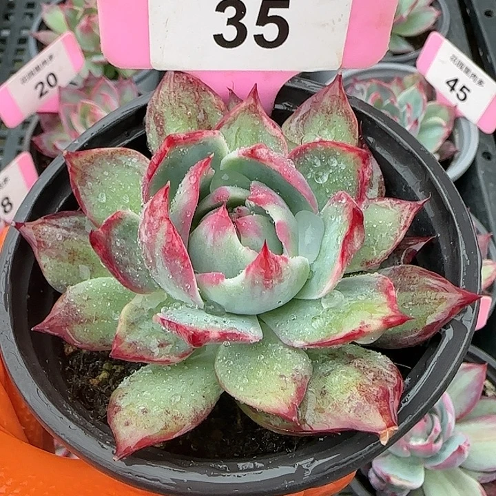 35惊鸿仙子多肉植物6-9cm