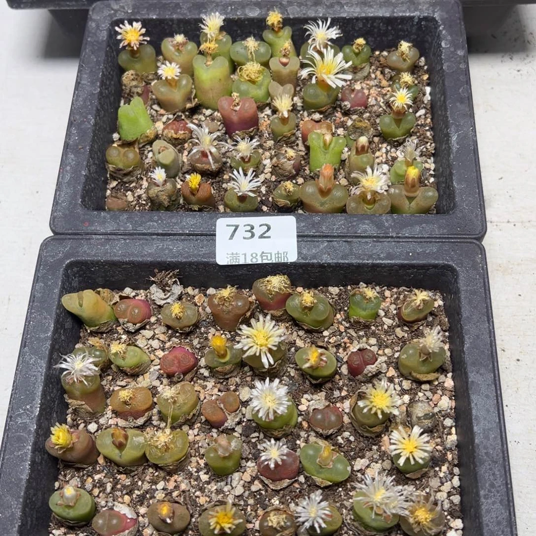 【闪购商品】 732。