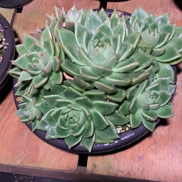 美肉特价活动开始啦