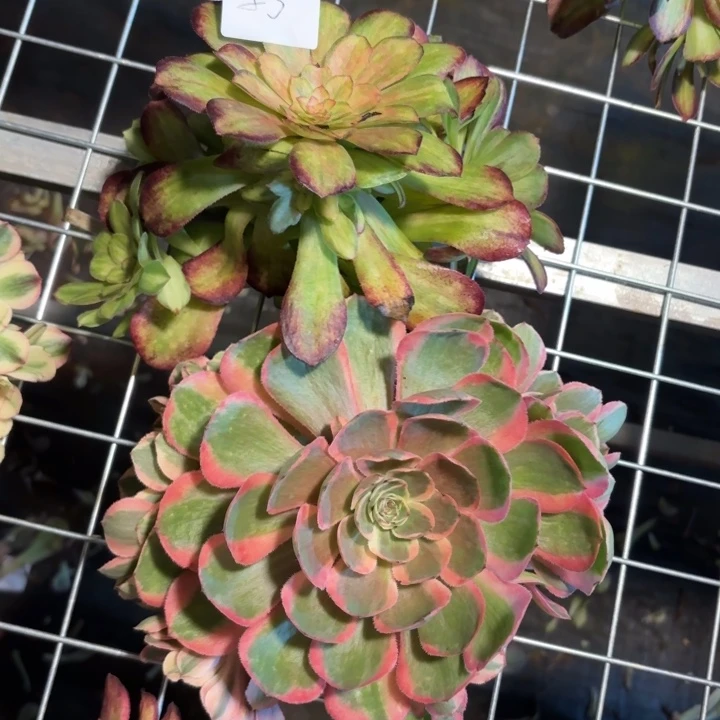 可***汐无花朵083特价组合无售后