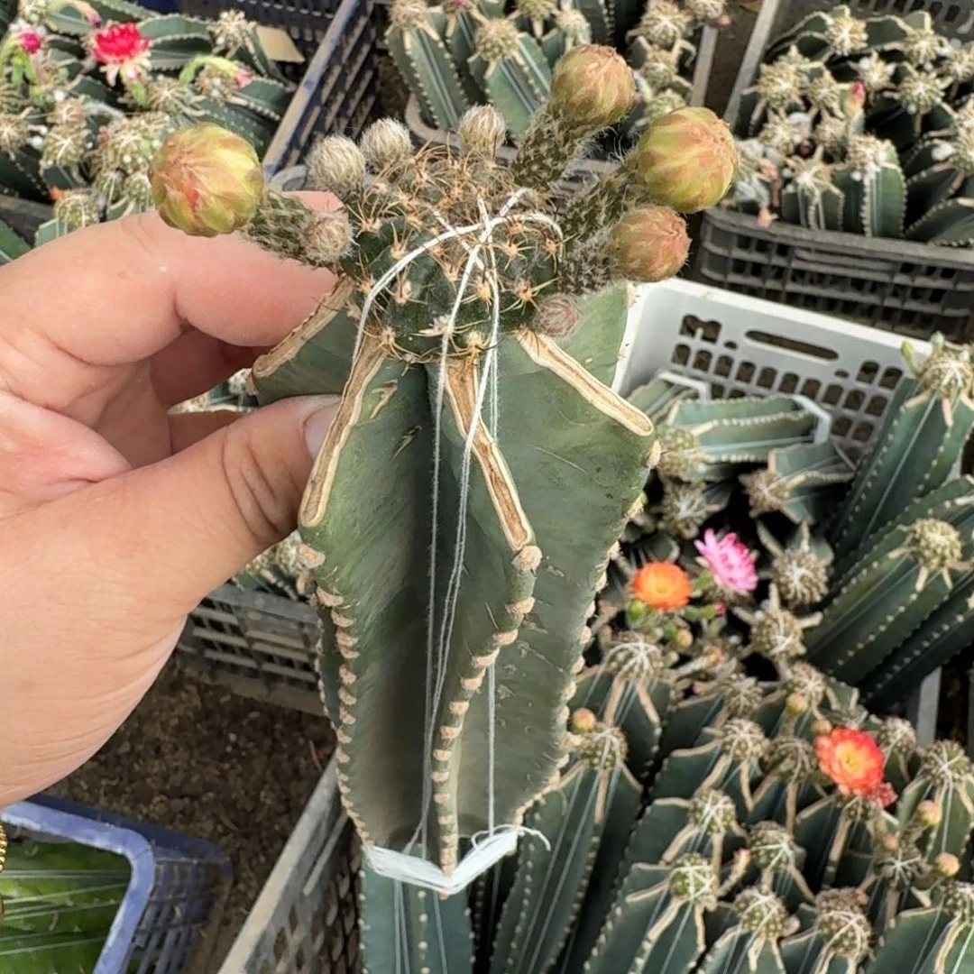 200量天尺嫁接美3瘦3公分左右