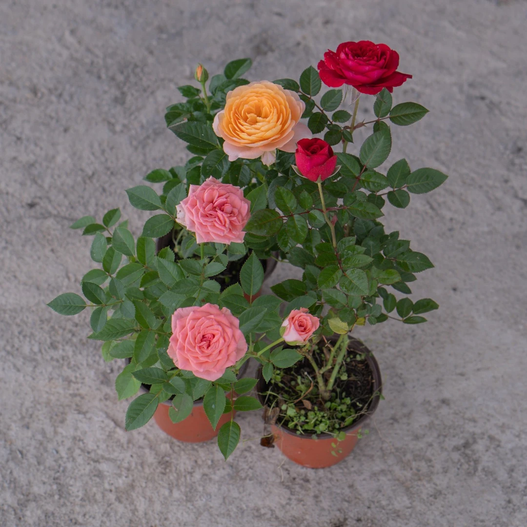 混色月季盆栽花苗带花苞四季开花多色花卉适合阳台庭院种植
